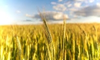 پایش مستمر از مزارع غلات خراسان رضوی با ۵۵ تیم تخصصی